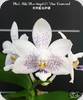 Phal. Miki Blue Angel C1 Blue Diamond